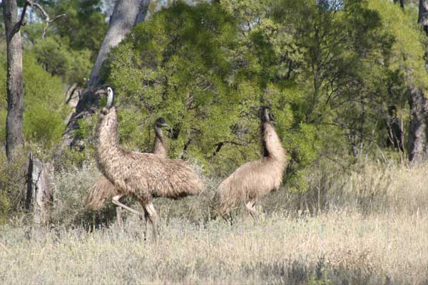 Emus